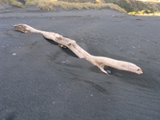 Driftwood Caught in the Sand.JPG
